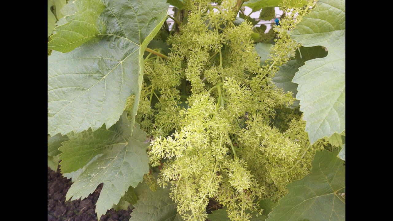 Цветёт виноград в Оренбуржье. Южный Урал 4 июня 2023 года.