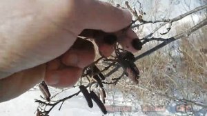 Время сбора ольховых шишек