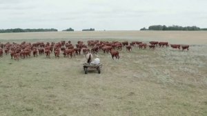 наша компания занимается разведением племенного крупного рогатого скота герефордской  породы.????