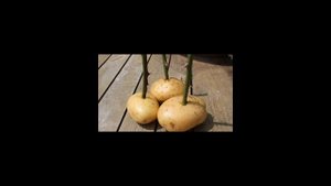 Как вырастить розу из черенка