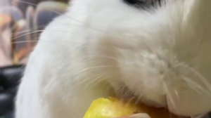 КАК ЕСТ КРОЛИК, ЗАМЕДЛЕННАЯ СЪЁМКА #КРОЛИК