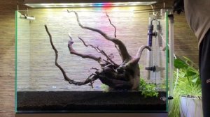 Запуск Аквариум Скейп на сойле с корягой 72 литра