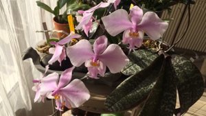 Фалинопсис шиллириана. Phalaenopsis schilleriana. Уход цветение дома.