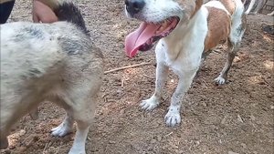 Success Dogs Mating Great Job! Amazing Speed Boom Boom Dog meeting - First Show