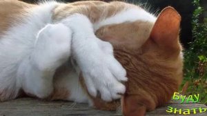 У вашей КОШКИ текут СЛЮНИ? Она Вялая? Посмотрите на ее ДЕСНА!