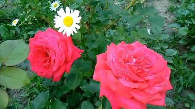 Красивая природа @ Красивая мкзыка @ Цветы @ Piano
