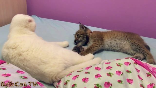 Кот вылизывает лапку рыси, а рысь вылизывает лапку кота смотреть онлайн