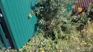 Газон на даче, парковка l Зелёный Вектор