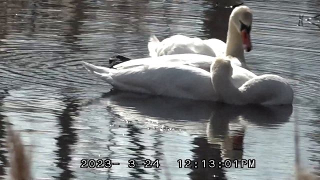 Лебединая Верность жест редкие кадры / Серая цапля голос полевого жаворонка смотреть онлайн