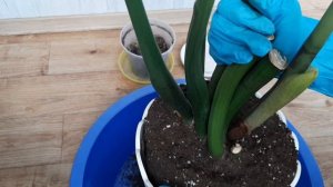 ОСЕНЬ! СРОЧНАЯ ПЕРЕСАДКА ЗАМИОКУЛЬКАСА 05.11.22