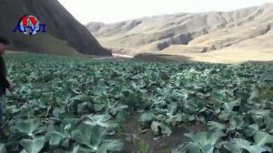 уборка урожая капусты##Агул##Агульский район##