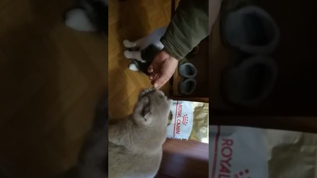 Коты едят траву смотреть онлайн