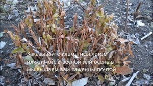 Как купить саженцы клематиса. Саженцы клематиса почтой
