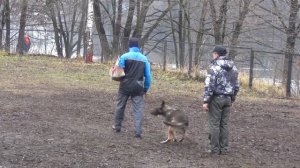 Малинуа на соревнованиях по ЗКС (защитно-караульная служба)