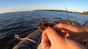 Как ловить СОМА || Сом на Печень || Сом на креветки || Сом на мидии || Сом на медведку || Как ловит