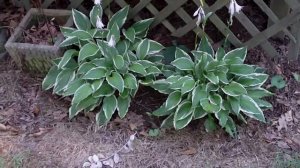 Hosta For Sale