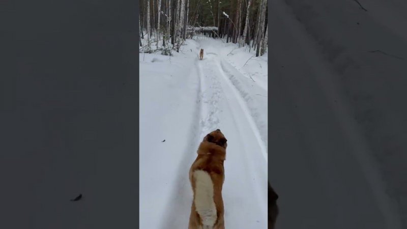 ПОЛОМКА В ЛЕСУ