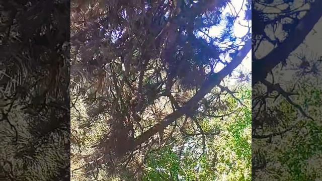 SONET 148 | William SHAKESPEARE | [148/154] смотреть онлайн