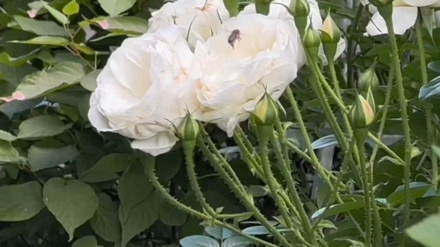 Лучшая белая плетистая роза Шнеевитхен в моем саду. Полная характеристика. смотреть онлайн