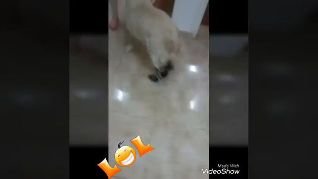 Funny Dogs забавные животные золотистый ретривер funny golden retriever dog funny dogs лабрадор смотреть онлайн