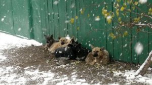 Народные погодные приметы на Покров