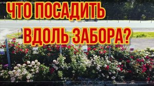 Что посадить вдоль забора .Обзор 15 сортов роз перед въездом в садовый центр в Никитском