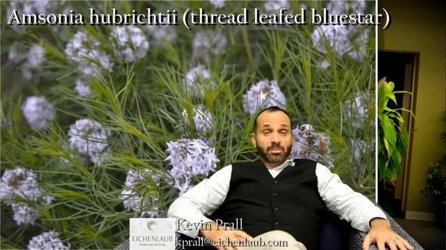blue star - Amsonia - landscaping ideas - eichenlaub смотреть онлайн