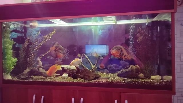 Карпы кои в аквариуме с астронотусами. смотреть онлайн