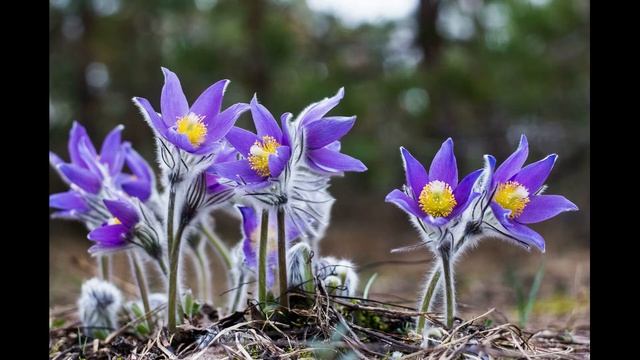Первоцвет в свечной магии. смотреть онлайн