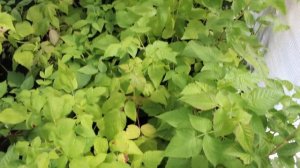 Саженцы малины в питомнике