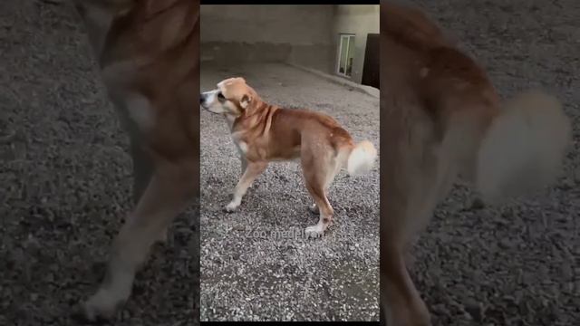 Волкодавы Великаны... смотреть онлайн