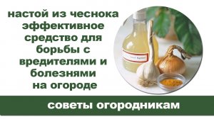 Чесночный настой для борьбы с вредителями и болезнями на огороде.