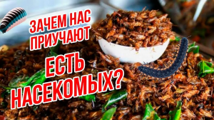 Почему люди теперь должны есть насекомых? Еда из насекомых в России и Мире