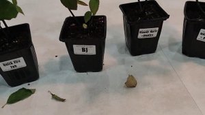 10.10.2023.Получила посылку с гортензиями с питомника "Анабель".Распаковка.