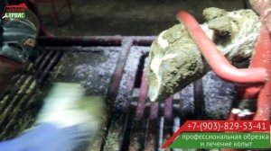 Как проходит профессиональная обрезка копыт у коров. Работает Юрий Кошутин.