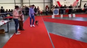 Как проходит выставка собак? Французский бульдог на выставке. Dogs show