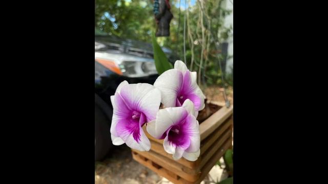 My orchids смотреть онлайн