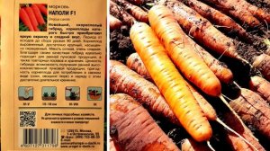 Какая морковь лучше. Сорта. Урожай.