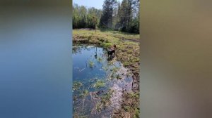 Doberman versus the Frog pond.