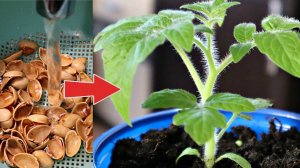 Что творят фисташки для рассады! Всходы будут богатырскими! 3 применения скорлупок от фисташек