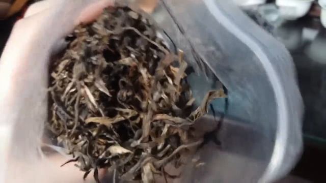 Свежий Шен Пуэр со старых деревьев, осень 2015, Shen Puer from old Trees .. смотреть онлайн