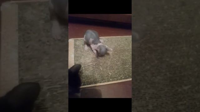 Первый кошачий маникюр ?