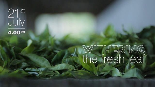 Thotulagalla Estate Organic Ceylon Orange Pekoe Special 2014 смотреть онлайн