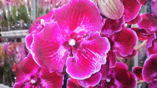 Фаленопсис "АББА" номер сорта на горшке GC88L001 смотреть онлайн