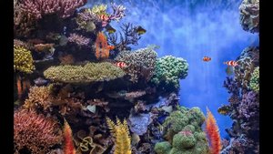 Футаж  коралловый риф