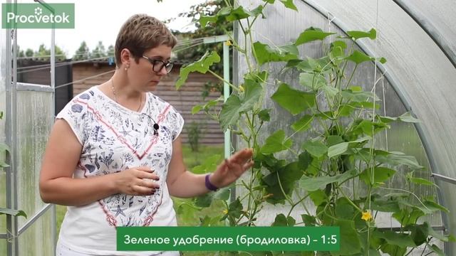 ПОДКОРМИТЕ ОГУРЦЫ СЕЙЧАС! Всё о подкормках огурцов во время плодоношения! смотреть онлайн