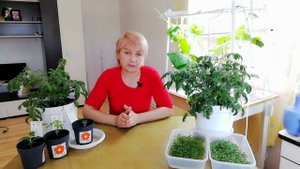 Ай да вкуснятина, Грушовка Валя!