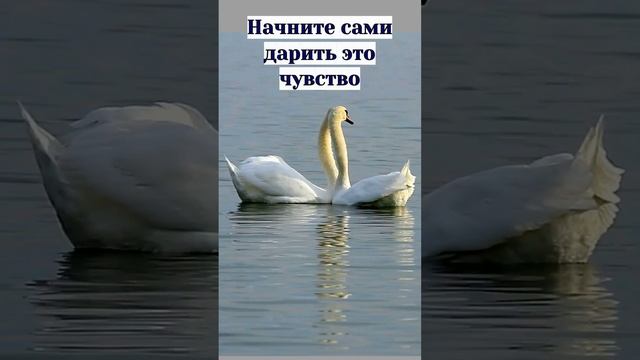Как заслужить любовь? #психолог #отношения