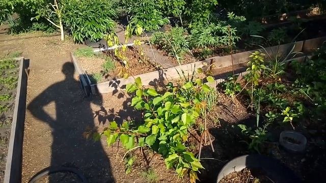 #8.Выращивание абрикоса на Южном Урале 2019г.