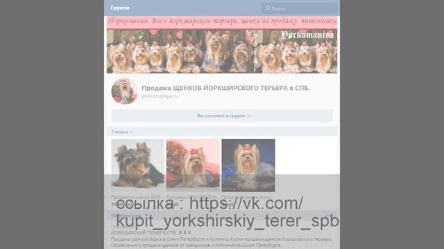 ПРОДАЖА ЩЕНКОВ ЙОРКШИРСКОГО ТЕРЬЕРА В САНКТ-ПЕТЕРБУРГЕ. смотреть онлайн